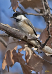 Black Capped Chickadee